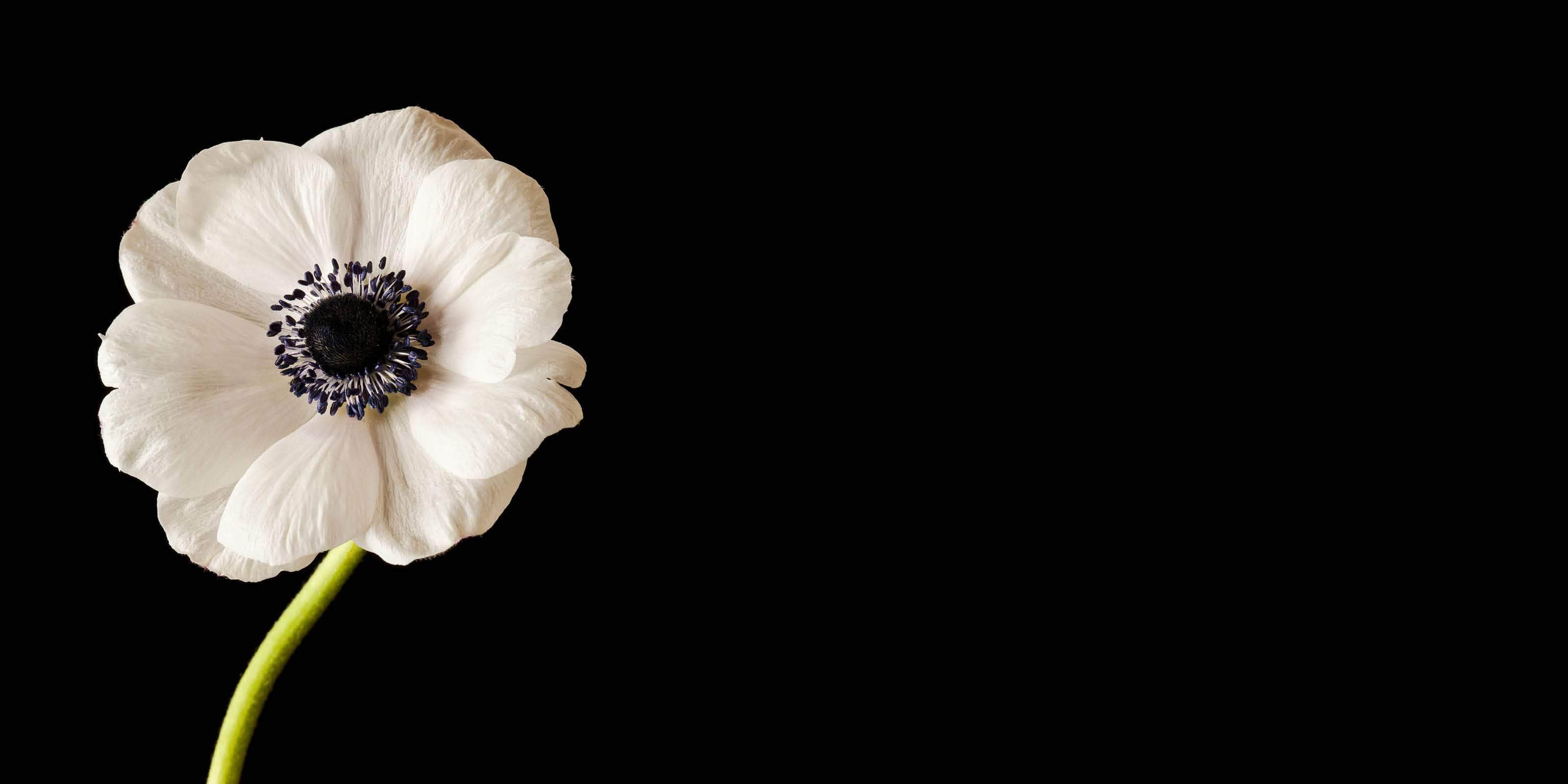 White Flower on Black Backdrop - DBAndrea