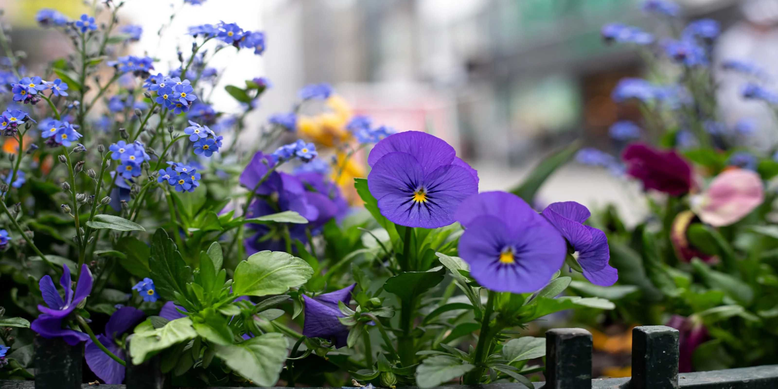 Custom Flower Preservation - DBAndrea