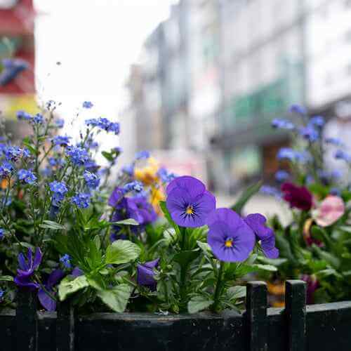 custom flower preservation - dbandrea